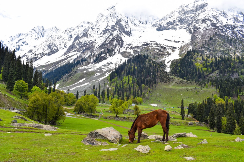 Jammu & Kashmir