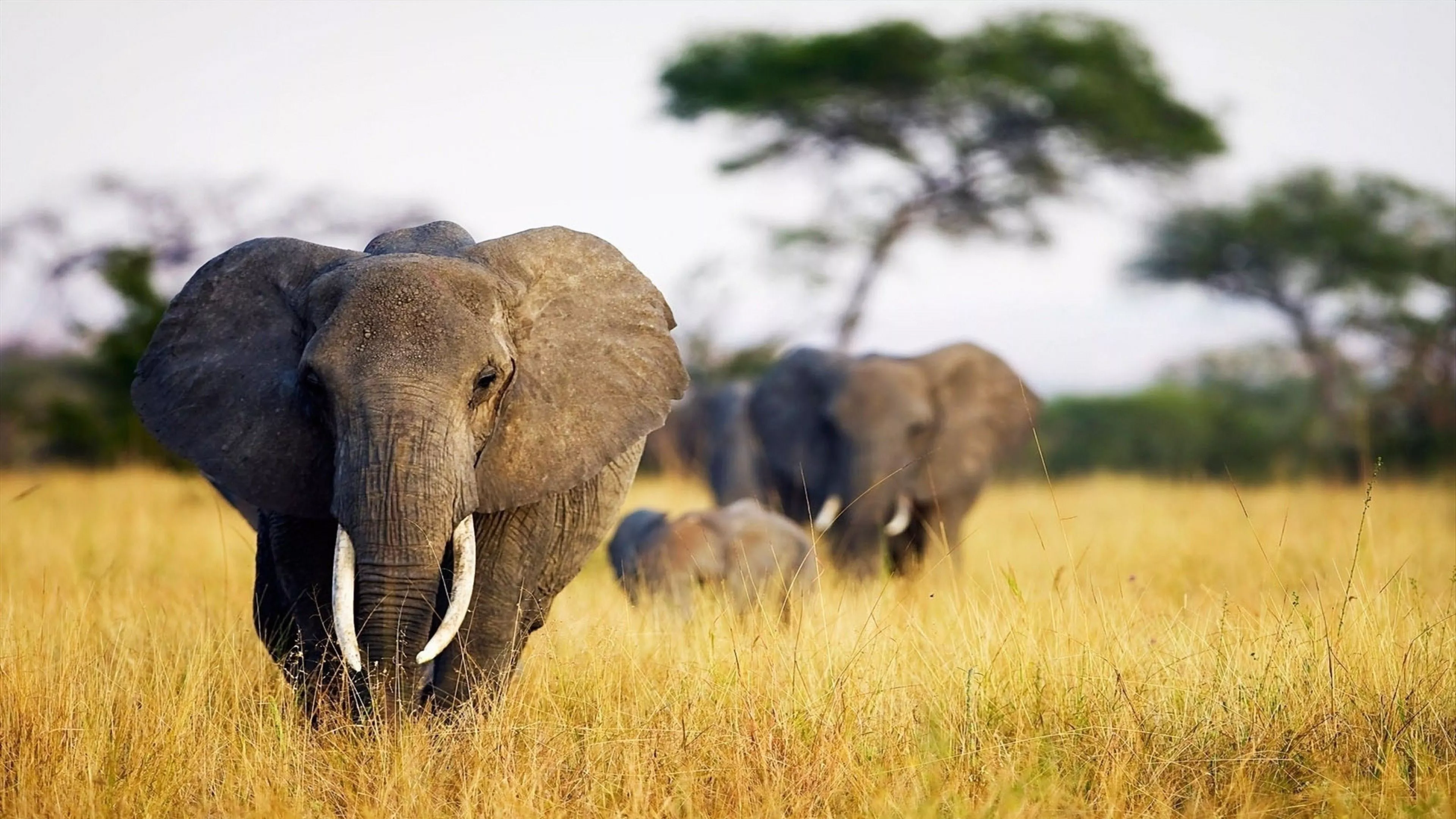 Africa